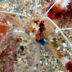 Coral banded shrimp/close focus by Andres L-M_larraz 